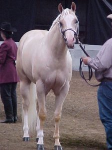 Skips Bo Legacy at the Kentucky State Fair