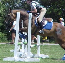 Quarter horse for sale, Skips Bo Zack