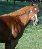 quarter horse mare for sale