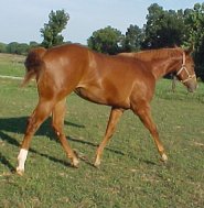 quarter horse mare for sale