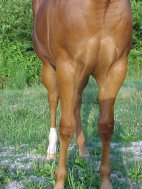 quarter horse mare for sale