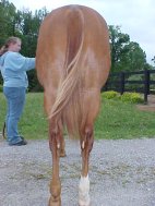 quarter horse mare for sale