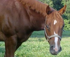 quarter horse mare for sale