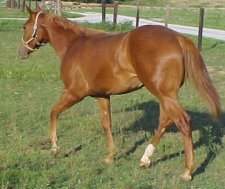 quarter horse mare for sale