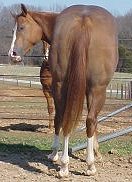 quarter horse for sale, J Lo