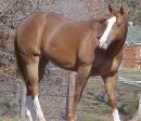 quarter horse for sale, J Lo