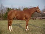 quarter horse mare for sale, Kids Elegant Ruby