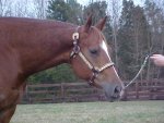 quarter horse mare for sale, Kids Elegant Ruby