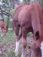 quarter horse colt for sale