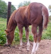 quarter horse colt for sale