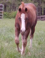 quarter horse colt for sale