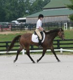 Quarter horse for sale, Skips Bo Zack