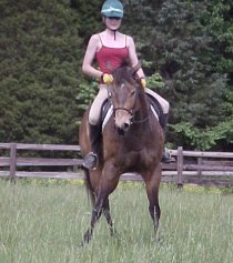 Quarter horse for sale, Skips Bo Zack